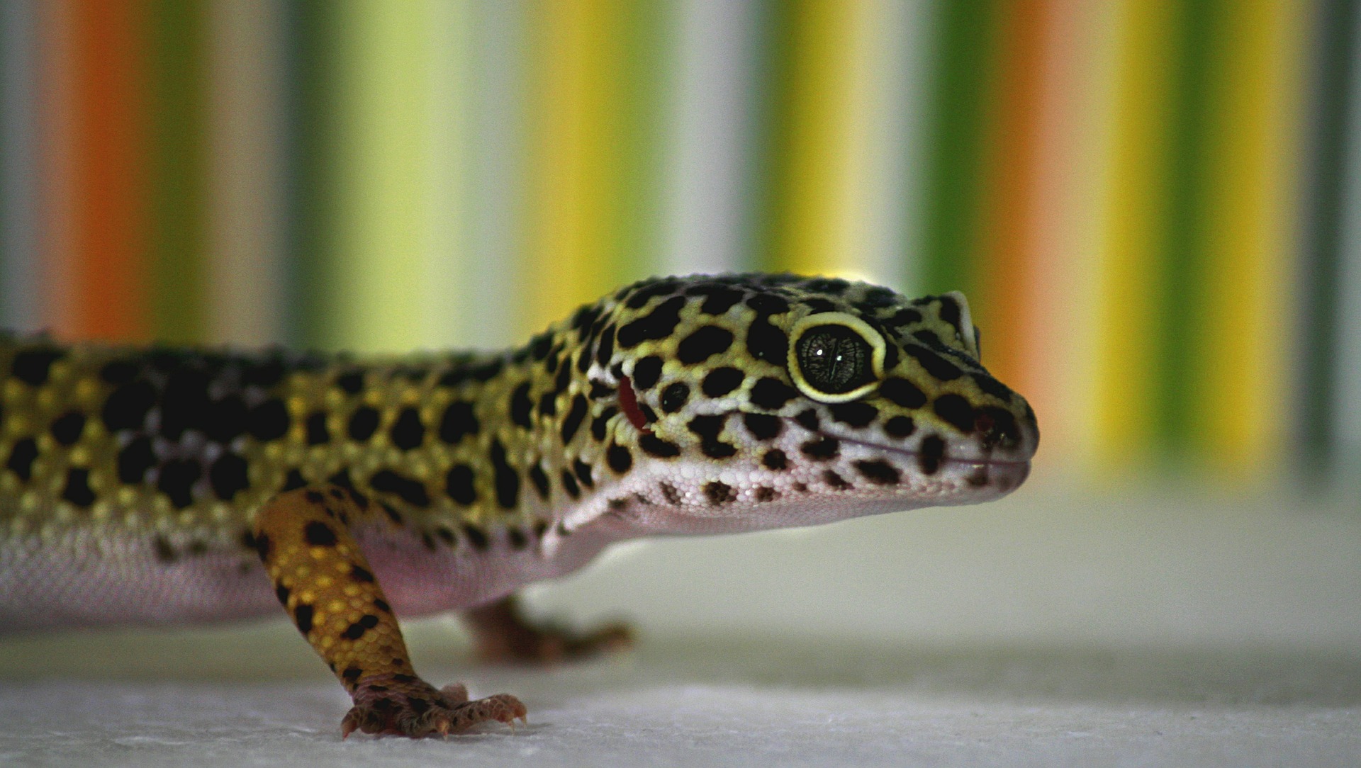 Gekon lamparci jest najczęściej spotykanym gatunkiem gekona w polskich domach.